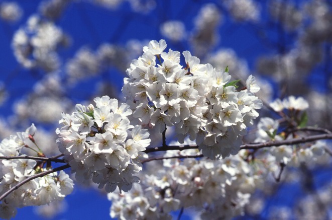 Cherry_tree_blossoms